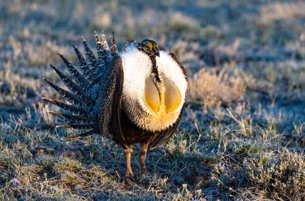 photo of Grouse on a Lek in Colorado